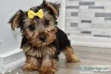 Beautiful yorkie puppy size tea cup