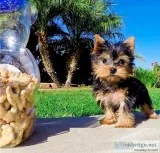 11 weeks old yorkie breed puppies for sale