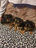 Playful yorkshire terrier puppies