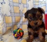 Sale of dewormed and registered yorkie dogs