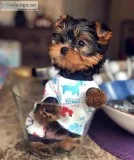 Cute male yorkshire terrier puppy