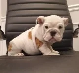 English bulldog puppies available
