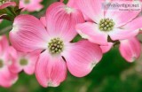 Pink Dogwood Trees Online