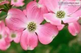 Pink Dogwood Trees Online