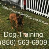 Canine training program