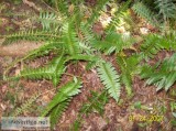 Ferns