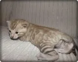 Silver Spot Bengal Kittens For Sale.