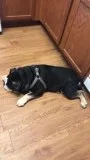 Make English Bulldog