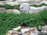 Blue Pacific Juniper