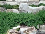 Blue Pacific Juniper