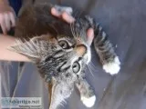 Kittens