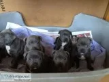 Staffordshire bull terrier puppies