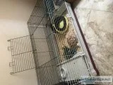 Friendly 1 year old male Hedgehog for sale