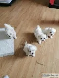 Good looking Maltese puppies.