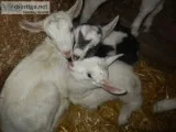 Alpine, saanen goats