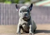 French bulldog puppies for sale