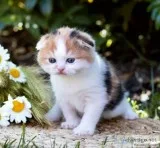 Scottish fold Kittens