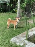 Purebred Shiba Inu