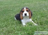 Purebred beagle puppies