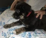8 week old male GSDHusky mix