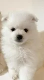 Two Awesome T-Cup Pomeranian Puppies