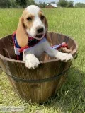 Akc beagle puppies