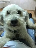 Free Dogs