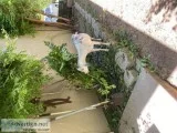 Goats need a good home