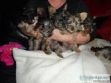 Very Tiny Teacup Yorkie Puppies Now Available