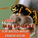 Wasp Removal Melbourne