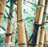 Little Green Panda Bamboo Straws at Inexpensive Cost