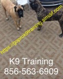 Dog training advanced program