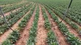 Irrigation Design Consultants in California- Irri Design Studio