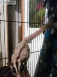 4 sugargliders