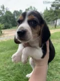 Beagle Puppy