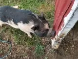 Potbelly Pigs for Sale