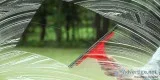 Professional Window Cleaners London Clean High and Low Rise Wind