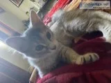 Free Kitten needs a home soon very soon