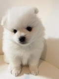 Adorable Pomeranian Puppies Available