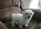 Js sweet maltese pups