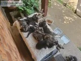 Free Stray Kittens