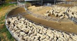 Permanent Sheep Yards for Sale