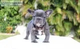 Beautiful French Bulldogs