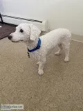 Poodle 