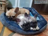 3 yr old AKC Female Frenchie