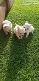 3 Adorable Long Hair Chihuahuas For Sale