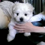 Male and female yorkshire maltese puppies availbale
