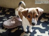 We have a litter of beautiful, adorable, jack russel  puppies