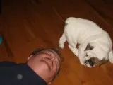 Akc registered english bulldog puppies