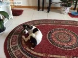 Boxerbeagle mix(boggle)